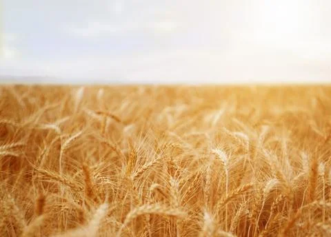 Barley wheat field background Stock Photos