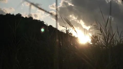 Barley Wheat Grains In A Sunset With Clouds Stock Footage 149068682