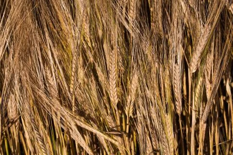 Barley wheat stems in detail Stock Photos
