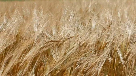 Barley in wind 1 Stock-Footage 842878