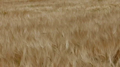 Barley in wind 2 Stock Footage 842875