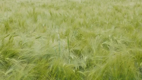Barley in Wind 스톡 동영상 196947350