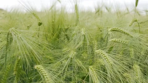 Barley in Wind 스톡 동영상 196947480