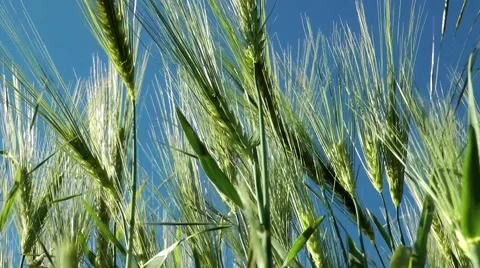Barley in the wind gerste im wind Video stock 41451695