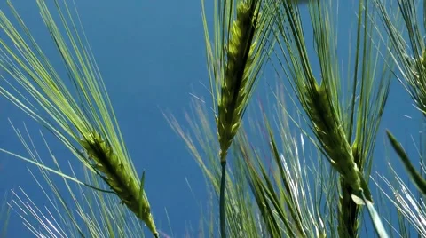 Barley in the wind gerste im wind Stock Footage 41452428