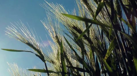 Barley in the wind gerste im wind Video stock 41452761