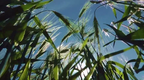 Barley in the wind gerste im wind Stock Footage 41454656