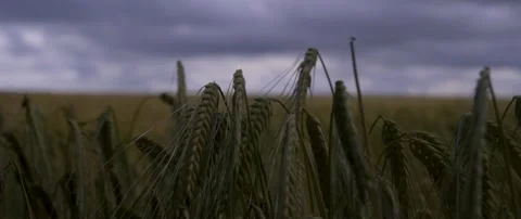 BARLEY1 Stock Footage 247419926