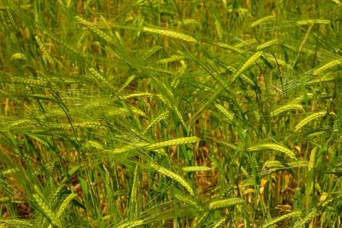 Barleyclose-up Stock Photos