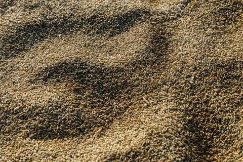 Barley's grains background Stock Photos