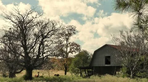 Barn and Horses Stock Footage