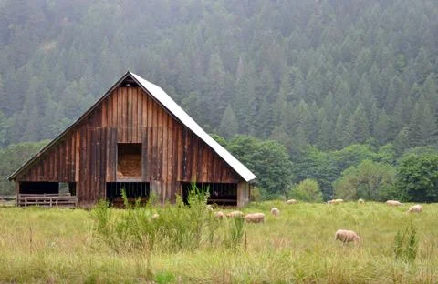 Barn and sheep Stock Photos