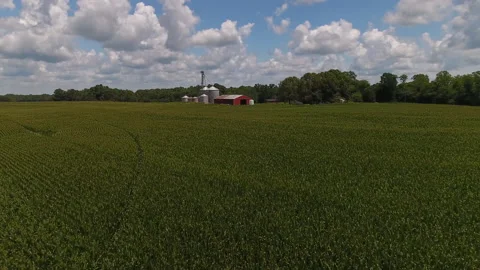 Barn and silo on farm with corn crops in field drone Vídeos de archivo 136689149