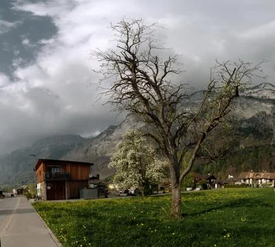 Barn and tree branches set against cloud Foto stock