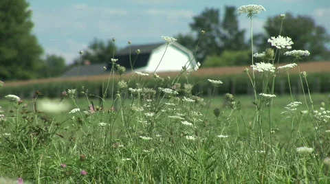 Barn and Wildflowers Stock Footage 755449