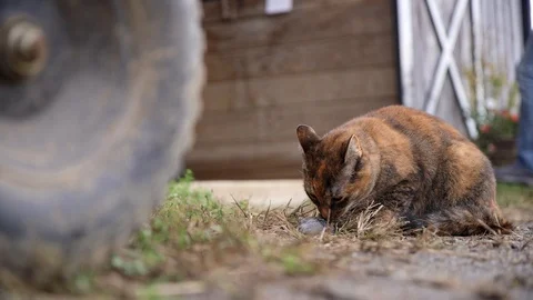 Barn Cat Eating Mouse Stock Footage 98963830