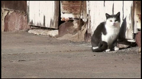 Barn Cat Video stock 609724