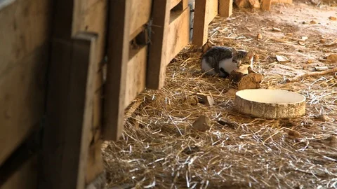 Barn cat 库存影片 97763651