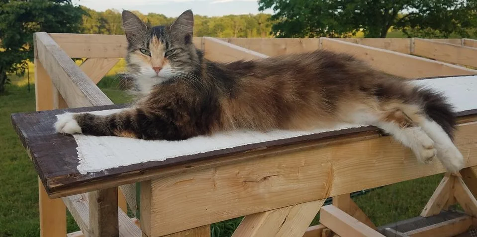 Barn cat Stock Photos