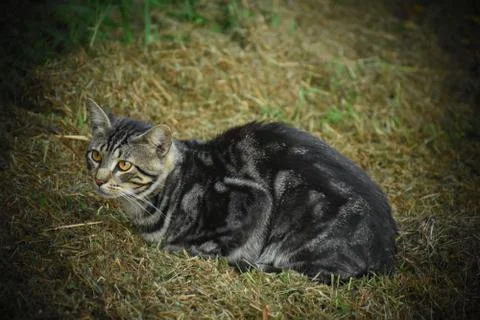 Barn cat Stock Photos