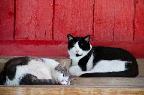 Barn cats napping Stock Photos