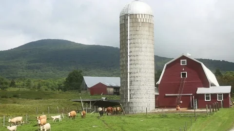 Barn With Cows Video stock 54036300
