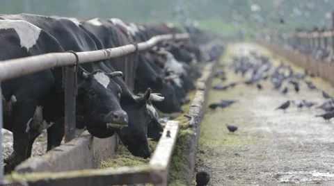 Barn with cows in the morning Stock Footage 53311447