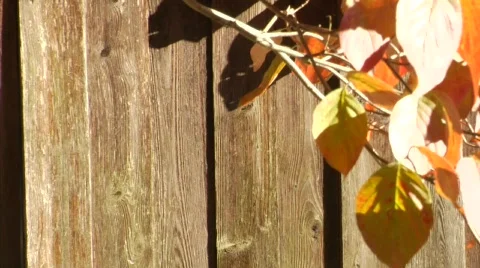 Barn door leaves.mp4 Stock Footage 334280