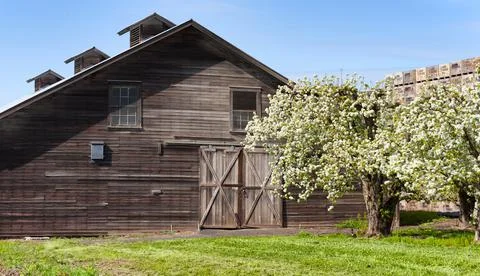 Barn on edge of orchard Stock Photos