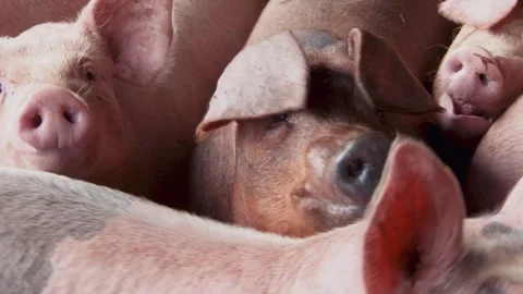 Barn of excited snuffling pigs Stock Footage 246708007