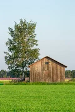 Barn in Farmfield by Tree Foto stock