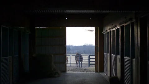 Barn hall closer - horses Stock Footage 100478471