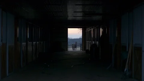 Barn hall horse at end Stock Footage 100478356