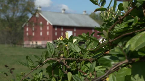 Barn &amp; Honeysuckle Stock Footage 32220357