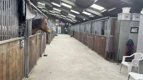 Barn With Horses In Stables Stock Footage 219606742