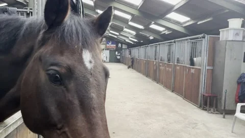 Barn With Horses In Stables Stock Footage 219606754