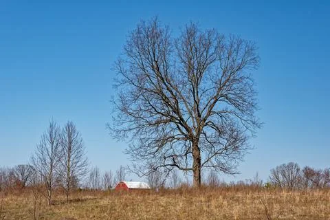 Barn with a huge tree Stock Photos