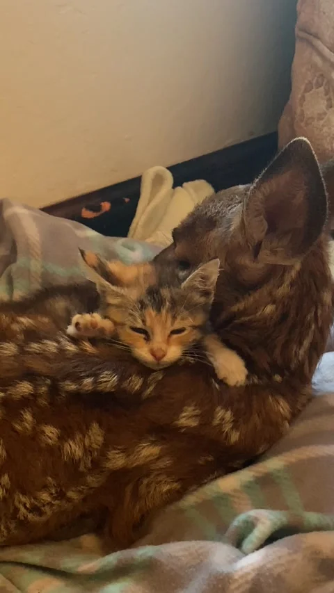 Barn Kitten Comforts Orphaned Fawn, usa - 03 Apr 2025 Stock Footage 306328626