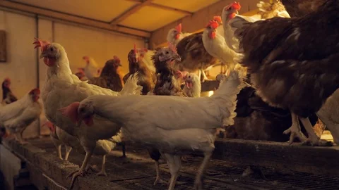 A barn with many chicken Stock-Footage 111444851