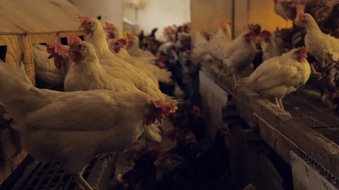 A barn with many chicken Stock-Footage 111445016