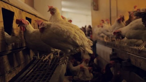 A barn with many chicken Stock-Footage 112334415