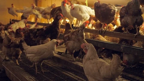 A barn with many chicken Stock-Footage 112335391