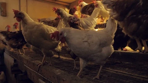 A barn with many chicken Stock-Footage 112338272