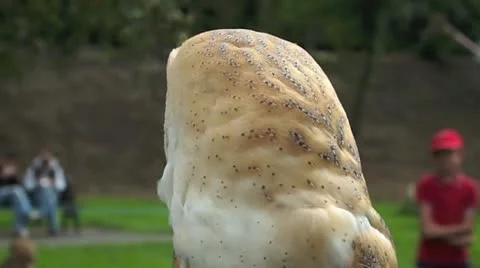Barn owl 1 Stock Footage 12521426