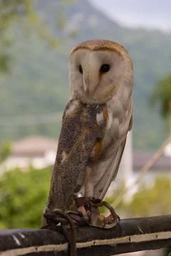 Barn Owl-2 Foto stock
