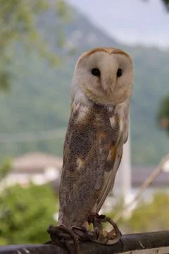 Barn Owl-3 Foto stock