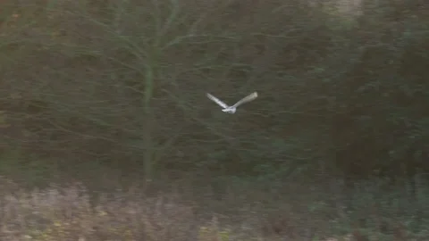 Barn Owl 30 045a Stock Footage 167403004
