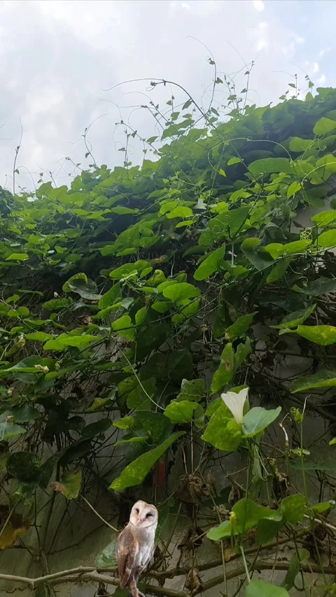 Barn Owl and Plants, Vertical Video stock 301967616