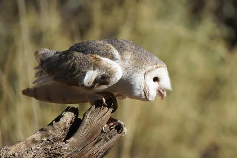 Barn Owl, Australia Foto stock