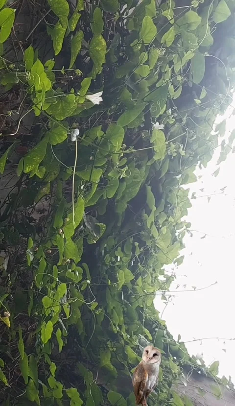 Barn Owl in the Barn 動画素材 301967210